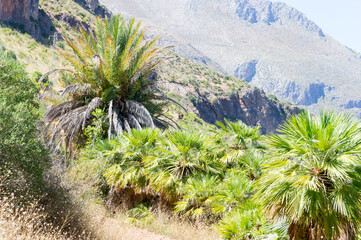 Dwarf palm trees of the Zingaro natural reserve, a typical plant of the sicilian mediterranean bush. 