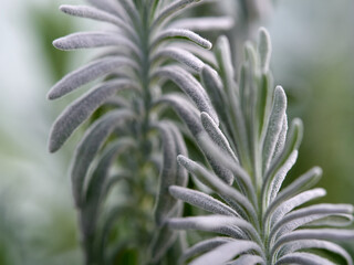 Lavender, Lavandula angustifolia, Lavandula officinalis -selective focusing.