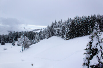 Fototapeta na wymiar White snow panoramic winter forest of alps mountains ski winter resort view 