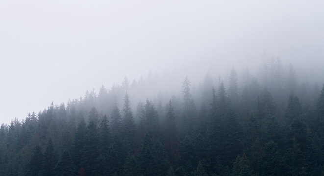 Landscape of gloomy foggy forest on a mountain slope in the mountains.