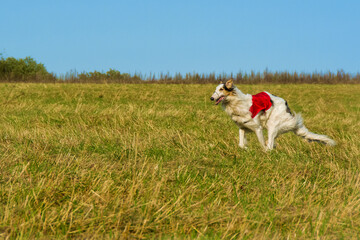 Greyhound dog racing in Poland. A beautiful dog on the run.