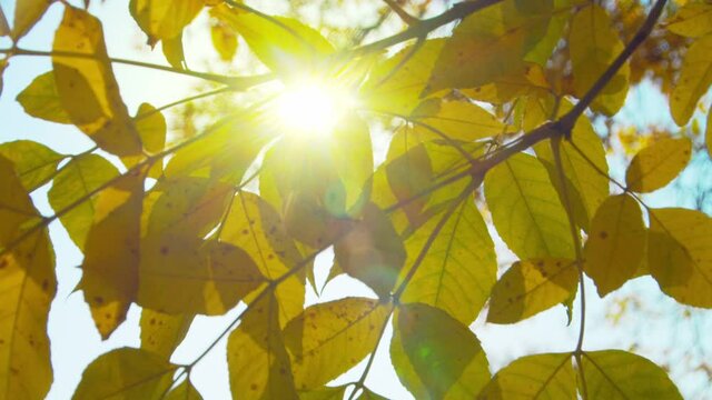 Autumn park at sunny day. Colorful ash leaves against sun. Fall colors. Blue sky. Handheld shot with natural movement.