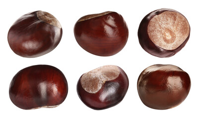 Obraz premium Set of brown horse chestnuts isolated on white