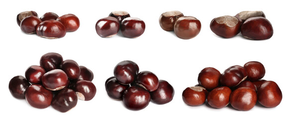 Set of brown horse chestnuts isolated on white. Banner design