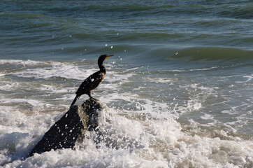 Cormorant bird sits on a stone in the sea