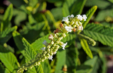 Wild white flowers, Barra da Tijuca, Rio de Janeiro
