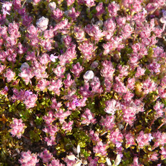 Fototapeta premium Breckland Thyme (Thymus serpyllum) with fruits