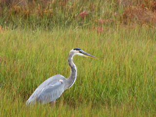 Blue Heron