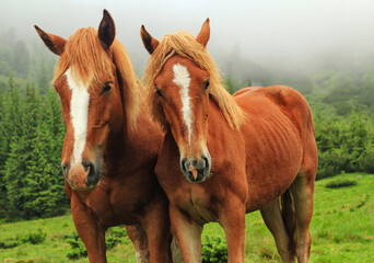 Two horses