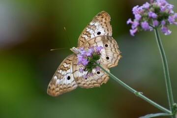 Butterfly 2018-106 / White peacock butterfly (Anartia jatrophae)