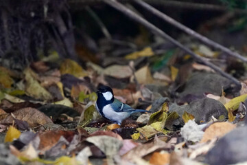 japanese tit in the dark forest