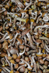 lots of brown edible northern honey mushrooms