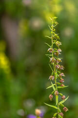 Sommer Orchidee auf einer fränkischen Wiese