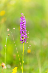 Sommer Orchidee auf einer fränkischen Wiese