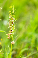 Sommer Orchidee auf einer fränkischen Wiese