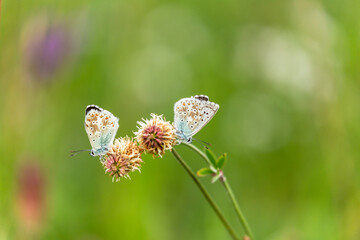 Schmetterling auf einer Sommerwiese