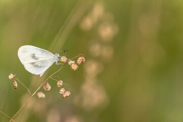 Schmetterling auf einer Sommerwiese