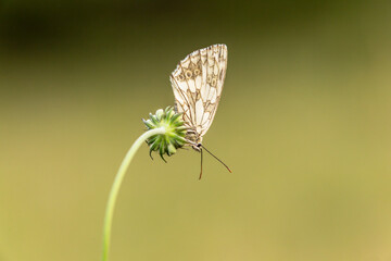 Schmetterling auf einer Sommerwiese
