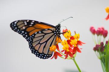 Butterfly 2019-252 / Monarch butterfly (Danaus plexippus)