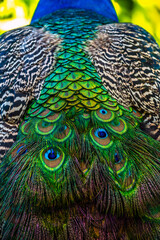  Indian peafowl ,peacock, ,Pavo cristatus,