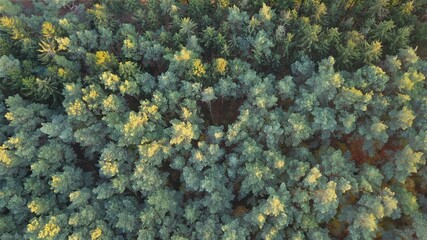 Nadelwald mit Fichten und Kiefern von oben, Luftbild