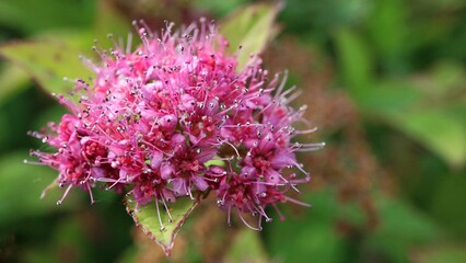 Pink flower on a green background

