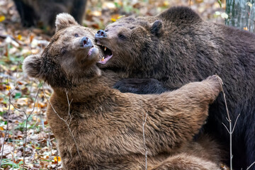Brown bear