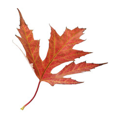 Dry leaf of Japanese maple tree isolated on white. Autumn season