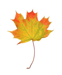Dry leaf of maple tree isolated on white. Autumn season