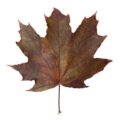 Dry leaf of maple tree isolated on white. Autumn season
