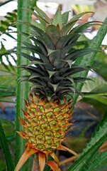 Obraz premium Ornamental Pineapple on tropical garden, Rio, Brazil 
