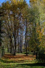 Fototapeta premium Paisaje de un bosque de arboles de hoja caduca en otoño