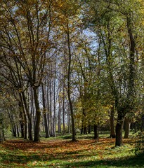 Paisaje de un bosque de arboles de hoja caduca en otoño
