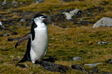 pingwin maskowy