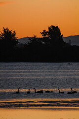 swans at sunset