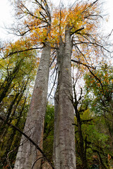 Obraz premium Bottom view of a Beech or Fagus tree