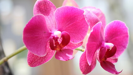Fototapeta na wymiar Orquídea 3