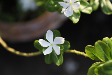 White Catharanthus roseus, commonly known as bright eyes, Cape periwinkle, graveyard plant, Madagascar periwinkle, old maid, pink periwinkle, rose periwinkle, nayantara is a species of Apocynaceae