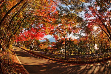 Japanese people have appreciated the beauty of fall foliage since ancient times.