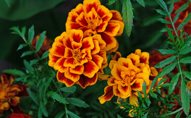 Tagetis flowers in the garden