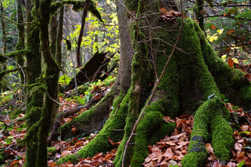 Close up of moss growing on tree branches.