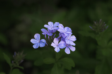 Lavender Periwinkle Flowers