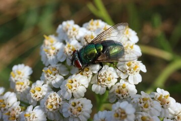 Green fly sitting on white flowers

