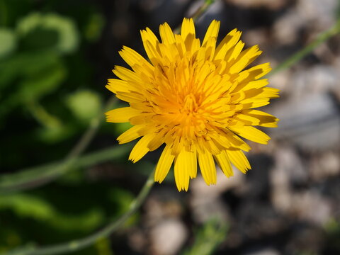 Wildflower (Reichardia picroides)