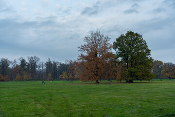 Fototapeta na wymiar trees in the park in the city in autumn during the day and green grass