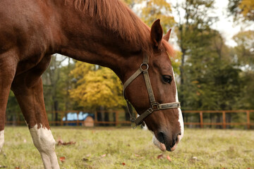 Naklejka na ściany i meble Horse with bridle in park on autumn day