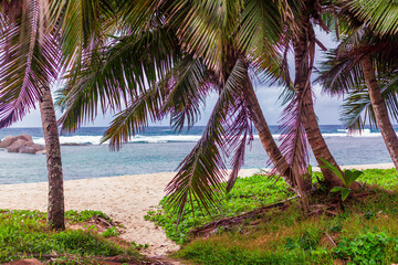 Palms heaven island at the sea