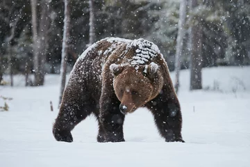 Deurstickers Brown bear in winter © lucaar