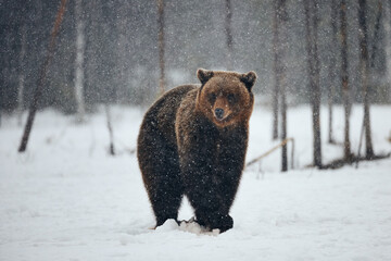 Brown bear in winter