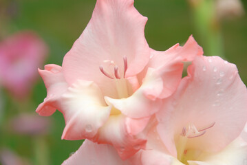 Fototapeta na wymiar Light pink gladiola flower in full bloom. Pink flower isolated against green foliage background. Flower blooming in the garden during springtime. Flower in the meadow. Country garden